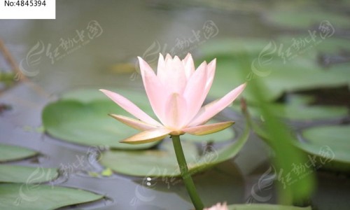 喝了回奶药还能追回来吗-喝了回奶药可以继续哺乳吗,中国喝了回奶药应该吃什么食物网站